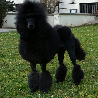 meine schwarze Schönheit aus schwarz - lohfarben
