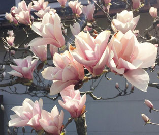 満開のモクレンの花
