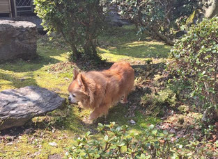愛犬の庭の散歩