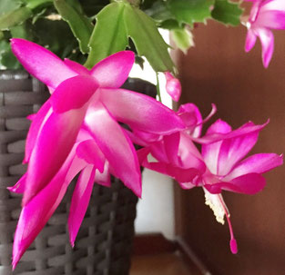 隠れ家えすて「心美」お肌も花も毎日のお手入れで差がでます