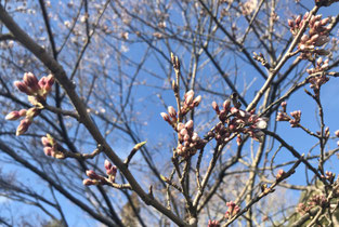 廣見神社の桜の蕾