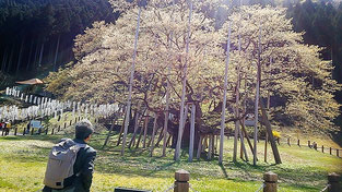 2016年9月18日の広島メモリアルマンドリンコンサートを前に2016年4月に『樹魂の歌』ゆかりの「国指定天然記念物　薄墨桜　岐阜県根尾村」を訪ねました。