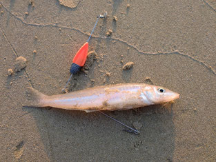 赤田海水浴場でキス釣り！　はこちらからどうぞ