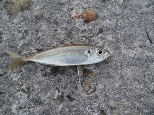 角島　牧崎地磯でアジング・アジ釣り！