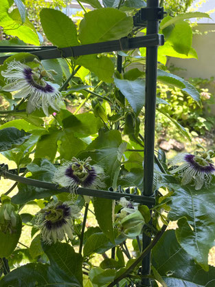 パッションフルーツ 愛知県 鉢植え