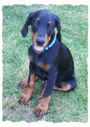 Chiot Dobermann à l'école pour chiots à Dax