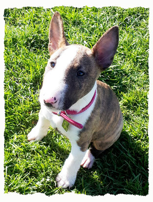 Chiot Bull Terrier Mini à l'école pour chiots à Dax