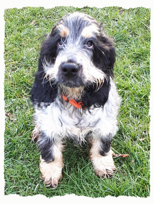 Chiot Cocker Spaniel à l'école pour chiots à Dax