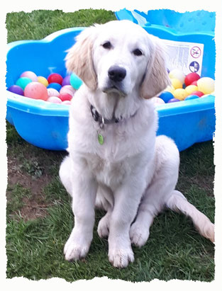 Chiot Golden Rétriever à l'école pour chiots à Dax