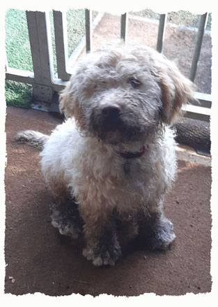 Chiot Lagotto Romagnolo à l'école pour chiots à Dax