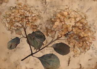 #15 VAULTOBER HYDRANGEA 2