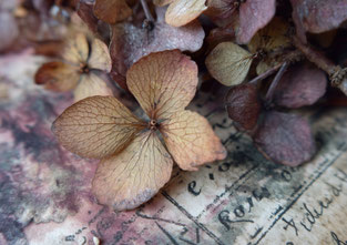 #15 VAULTOBER HYDRANGEA 4