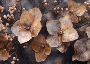 #15 VAULTOBER HYDRANGEA 1