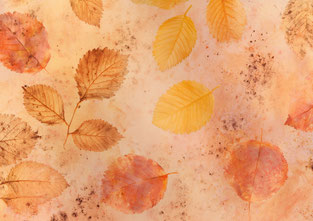 ##13 VAULTOBER ECO DYED BACKGROUND 1