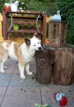 lustiger Familienhund