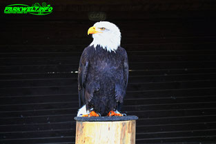 Greifvogelstation Wildfreigehege Hellenthal Wildpark Vogelpark Tierpark Infos Preise Anfahrt Map Guide Park Plan Fotos Bilder