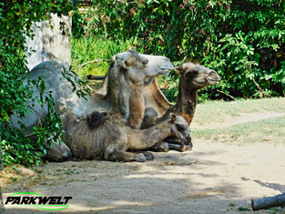 Kölner Zoo Tiere Wildpark Zoologischer Garten Reptilien Aquarium Köln Park Plan Guide Map Info Anfahrt Adresse