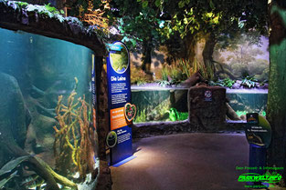 Sea Life Hannover Aquarium Ausflugsziel Fische Niedersachsen Merlin Familienzeit Rabatt Attraktionen Park Plan Bilder Anfahrt Adresse 