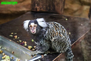 Parc Merveilleux Tierpark Zoo Bettembourg Luxemburg Luxembourg Freizeitpark Themepark Größter Tropenhaus Ausflugsziel Familie Kinder Attraktionen Fahrgeschäfte