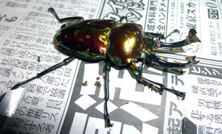 カラーアイについて - thebeetles！クワカブライフを楽しもう♪