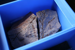 Abdruckfossil Versteinerter Wald Chemnitz