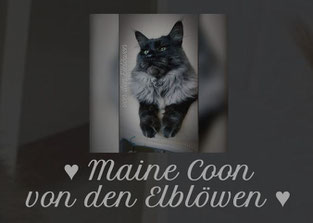 Maine Coon von den Elblöwen