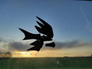 ein schwarzer, fragmenthafter Vogelaufkleber an einer Scheibe
