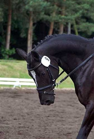 Kleeblüte von Münchhausen, Familie der Kassandra T7A1 (Gestüt Webelsgrund)