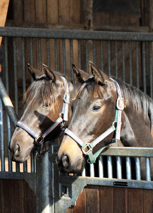 Jährlingsstuten im Laufstall
