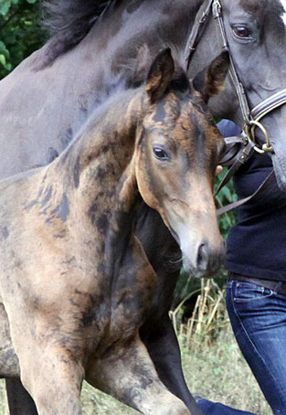 Trakehner Hengstfohlen von Duke of Hearts xx