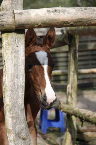 Trakehner Stutfohlen auf dem Krussenhof in der Nordheide