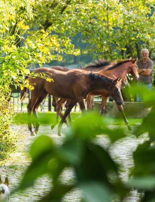 Fohlen auf dem Trakehnergestüt Krussenhof in Holm