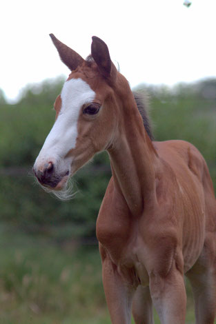 Pearly Spencer von Tecumseh