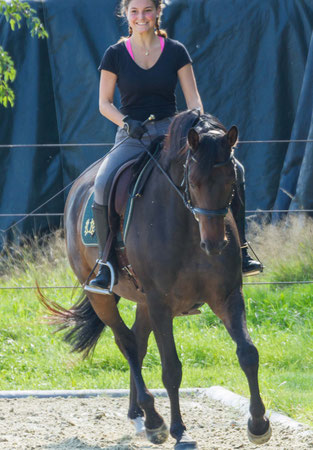 Trakehner Reitpferde aus der Nordheide stehen zum Verkauf