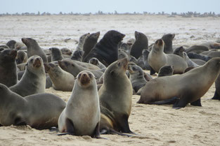 Walvis Bay - tierisches Paradies in Namibia