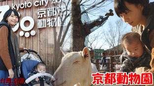 【京都親子自由行】京都市動物園 ・京都推薦