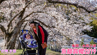 【京都賞櫻】2019・京都 櫻花開花情報更新 - 龜岡 水鳥之道