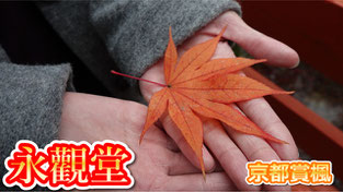 【京都賞楓】關西賞楓好去處~京都紅葉熱門景點 