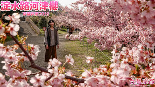 【京都賞櫻】2019 京都・櫻花季系列 京都最早開的櫻花！淀水路河津櫻