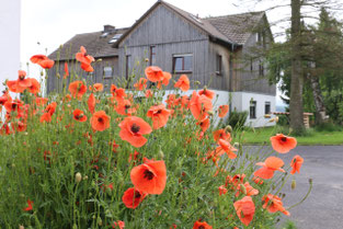 Mohn blüht vor dem Biolandhof