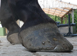 beschlagener Huf vor der Eisenentfernung zur Barhufumstellung