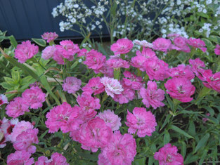 ナデシコのお花が大好きです。