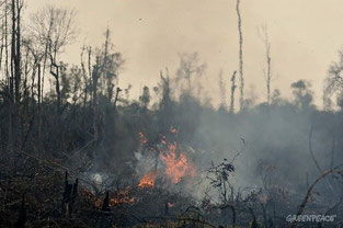 Forest fires in Sumatra Izvor: Ulet Ifansasti - Greenpeace