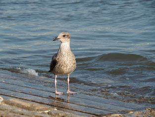 Möwe, Model