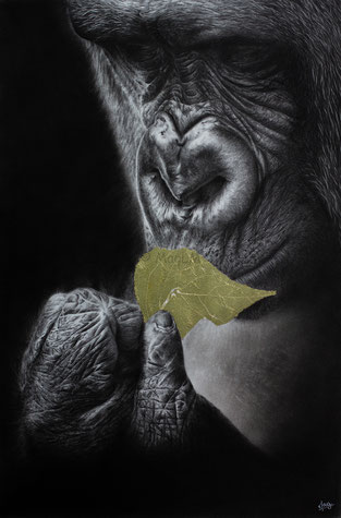 golden leaf gorilla into the light drawing by french pencil artist Magali Lapeyre-Mirande feuille d'or gorille dans la lumière dessin artiste dessinatrice