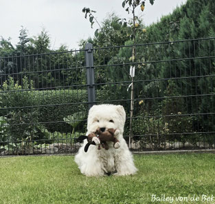 Westies von de Bek