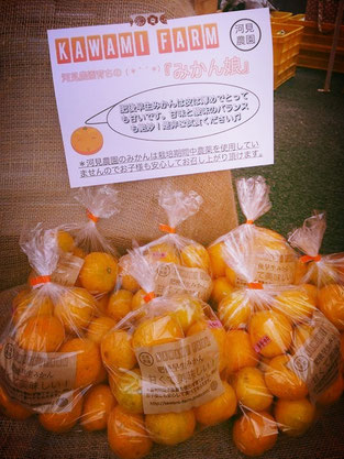 河見農園名物!無農薬。肥後早生みかん
