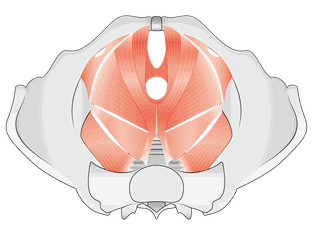骨盤底と骨盤底筋群