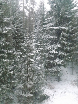 Nur um euch Eifersüchtig zu machen: das ist mein morgendlicher Blick aus dem Fenster (ich liebe Schnee auf den Spitzen von Tannenästen :))