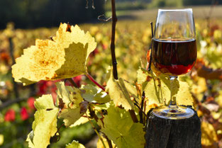 Dégustation de Vin Beaujolais